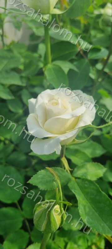 White Symphony