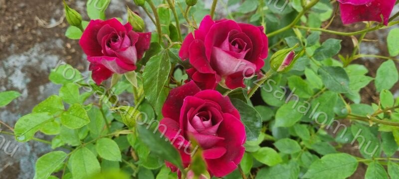 Red Magic Lila